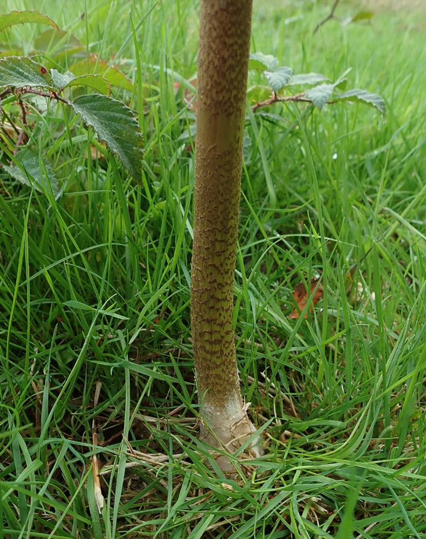 Photo © Penny Cullington Macrolepiota procera by Penny Cullington